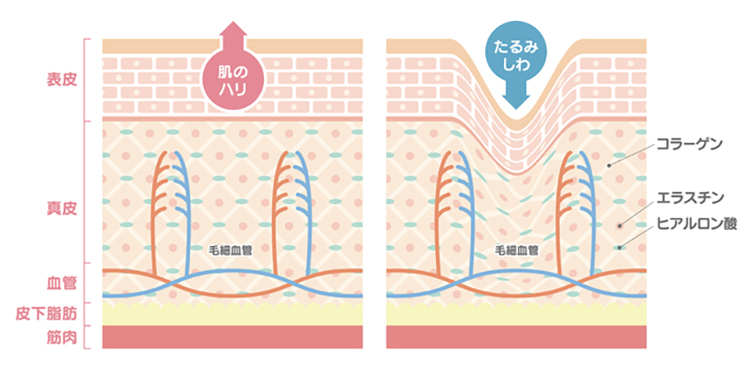 エイジングケアの基本を理解しよう