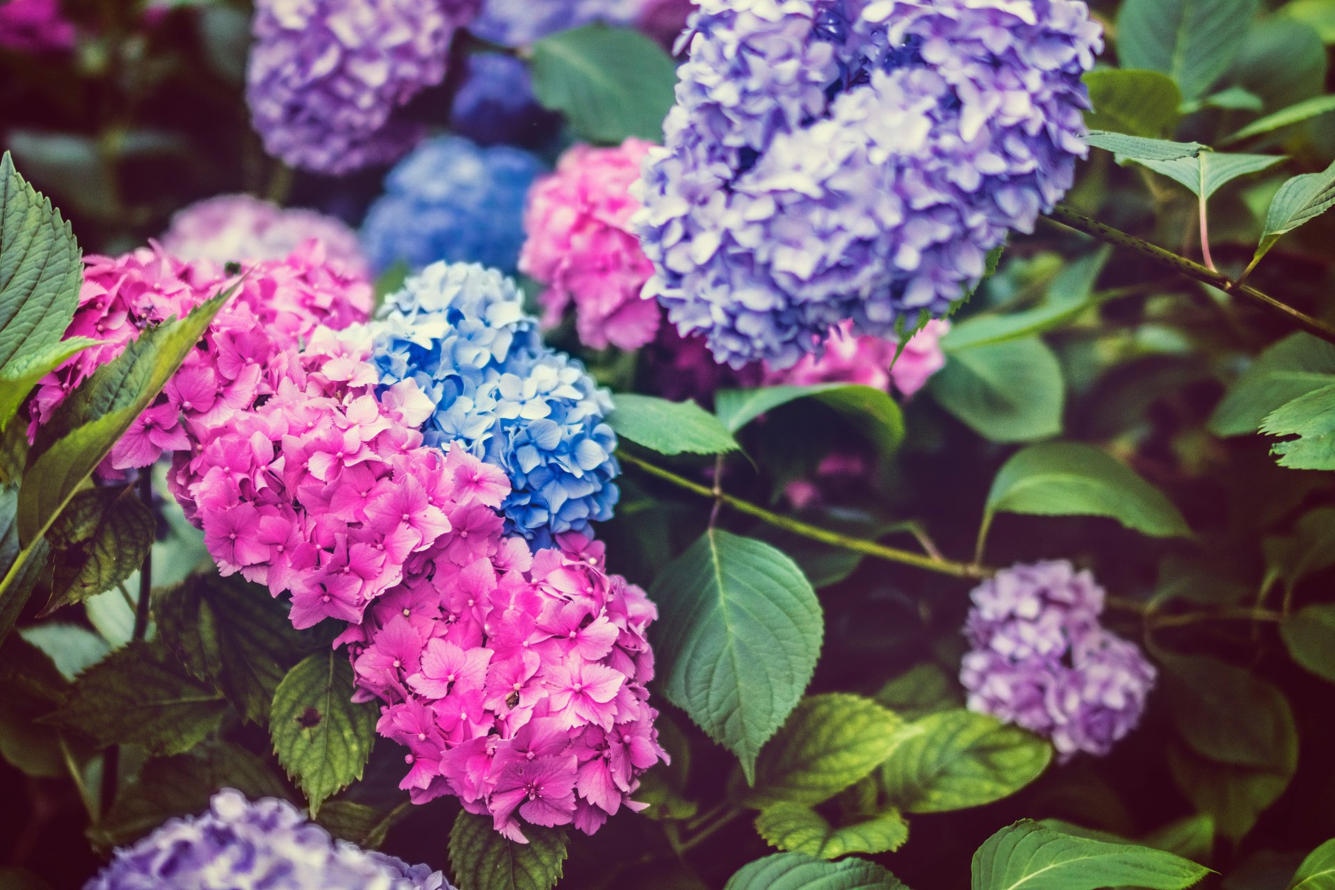 皇居東御苑の紫陽花