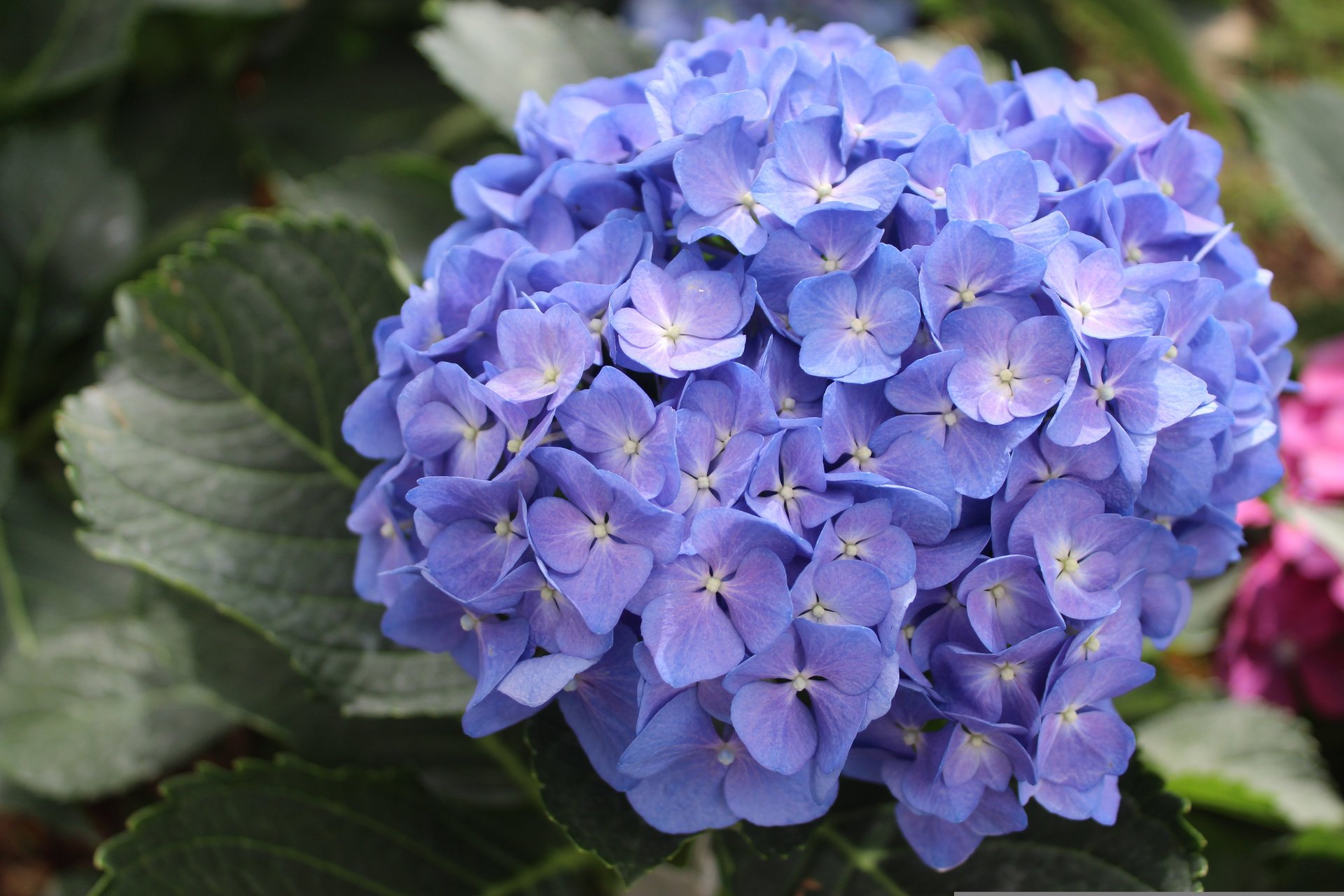 北の丸公園の紫陽花