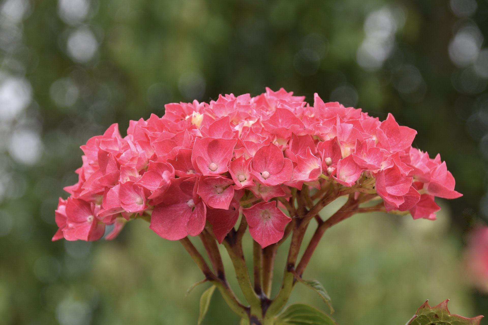 日比谷公園の紫陽花