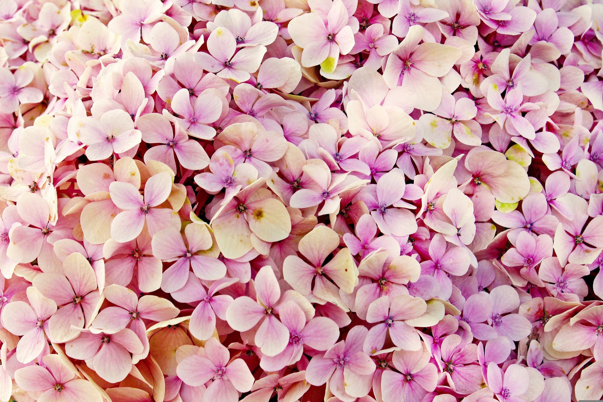 紫陽花の色が変わる理由は？ 散歩が楽しくなる豆知識