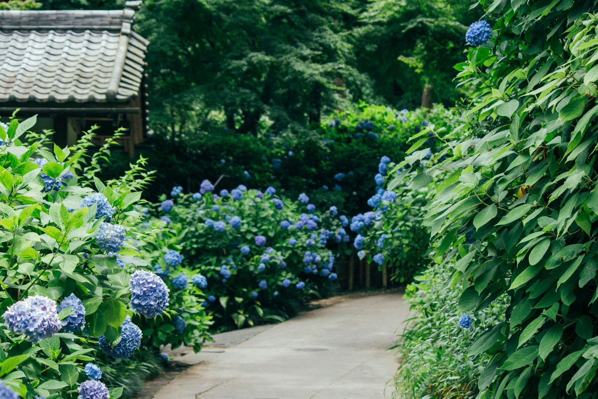雨の日の紫陽花が一番きれい！ 梅雨の東京散歩のすすめ