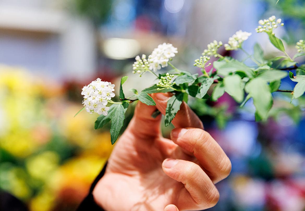 種類によっては花や葉が成長するものも。写真のコデマリは花が咲いていく