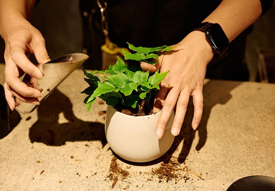 植え替えサービスは無料。やり方も教えてくれますよ（※無料対象外有）