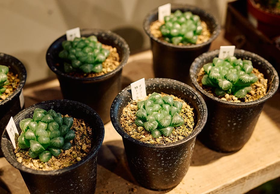 多肉植物もかわいい！