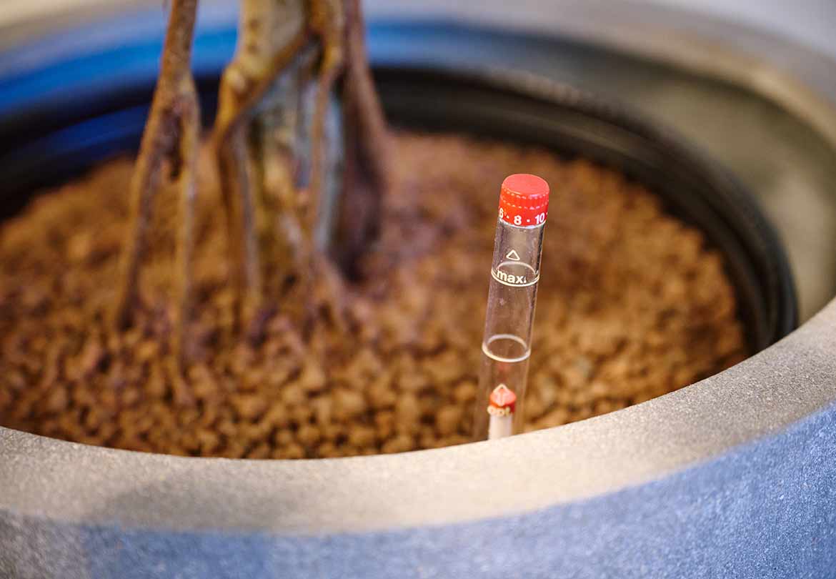 水位計が付いていて育てやすいハイドロカルチャー植物