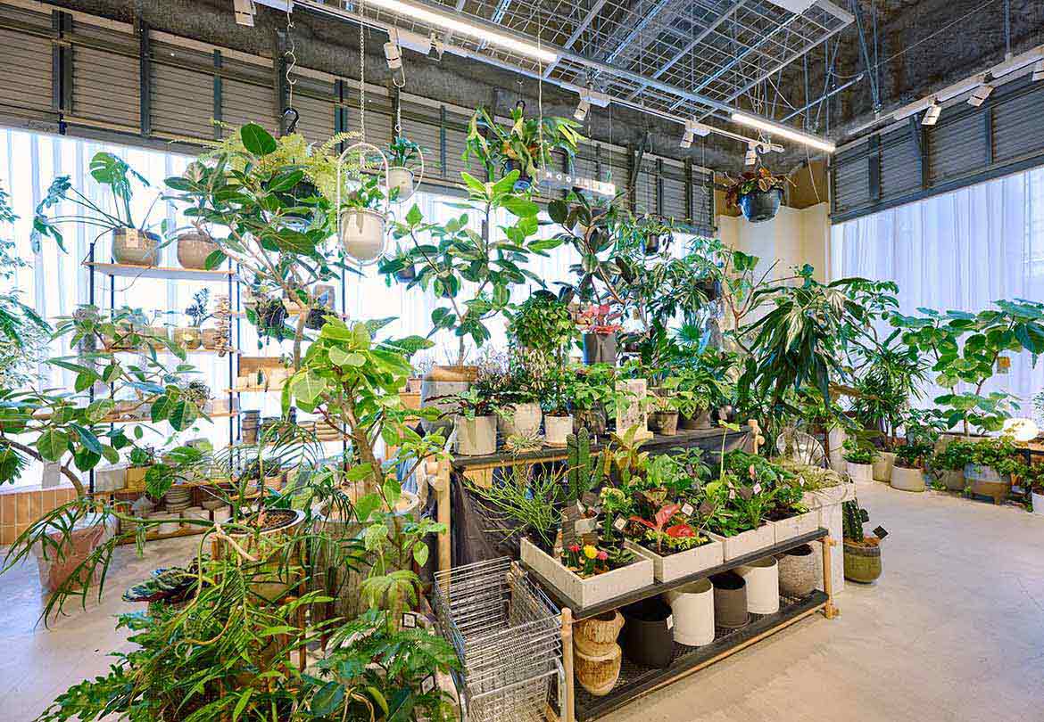 さまざまな植物が揃うインテリアグリーンのコーナー